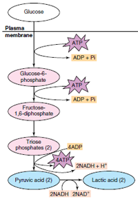 Anaerobic glycolysis, a process that proceeds in the absence of oxygen. Glucose is broken down to two molecules of pyruvic acid, generating four molecules of ATP and yielding two, since two molecules of ATP are used to