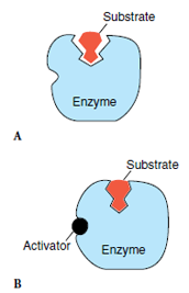 Enzyme regulation. A, The active site of an enzyme may only loosely fit its substrate in the absence of an activator. B, With the regulatory site of the enzyme occupied by an activator, the enzyme binds the substrate, and the site becomes catalytically active.