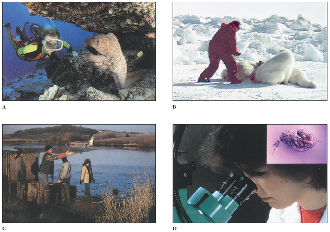 A few of the many dimensions of zoological research: A, Observing moray eels in Maui, Hawaii; B, Working with tranquilized polar bears; C, Banding mallard ducks; <strong>D</strong>, observing Daphnia pulex (×150) microscopically.