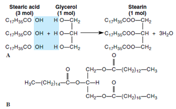 Neutral fats. A, Formation of a neutral fat from three molecules of stearic acid (a fatty acid) and glycerol. B, A neutral fat bearing three different fatty acids.