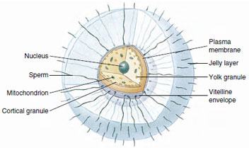 Structure of sea urchin egg at the moment of fertilization.