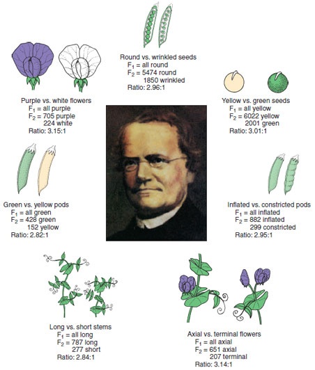 Seven experiments on which Gregor Mendel based his postulates. These are the results of monohybrid crosses for first and second generations.