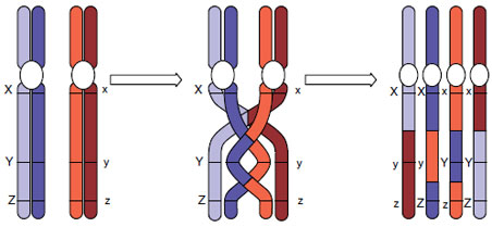 Crossing over during meiosis. Nonsister chromatids exchange portions, so that none of the resulting gametes is genetically the same as any other. Gene X is farther from gene Y than Y is from Z; therefore gene X is more frequently separated from Y in crossing over than Y is from Z.
