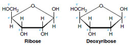 Ribose and deoxyribose, the pentose sugars of nucleic acids. A carbon atom lies in each of the four corners of the pentagon (labeled 1 to 4). Ribose has a hydroxyl group (®OH) and a hydrogen on the number 2 carbon; deoxyribose has two hydrogens at this position.