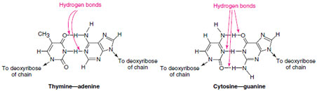 Positions of hydrogen bonds between thymine and adenine and between cytosine and guanine in DNA.