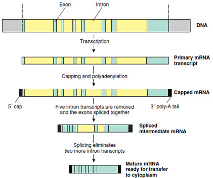Transcription and maturation of ovalbumin gene of chicken. The entire gene of 7700 base pairs is transcribed to form the primary mRNA, then the 5 cap of methyl guanine and the 3 polyadenylate tail are added. After the introns are spliced out, the mature mRNA is transferred to the cytoplasm.