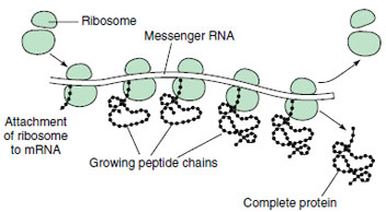 How the protein chain is formed. As ribosomes move along messenger RNA, the amino acids are added stepwise to form the polypeptide chain.