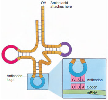 Structure of a tRNA molecule. The anticodon loop bears bases complementary to those in the mRNA codon. The other two loops function in binding to the ribosomes in protein synthesis. The amino acid is added to the free single-stranded ®OH end by tRNA synthetase.
