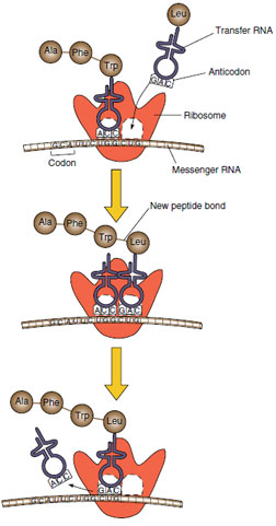 Formation of polypeptide chain on messenger RNA. As ribosome moves down messenger RNA molecule, transfer RNA molecules with attached amino acids enter ribosomes (top). Amino acids are joined together into polypeptide chain, and transfer RNA molecules leave ribosome (bottom).