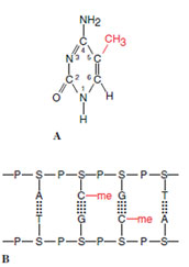 Some genes in eukaryotes are turned off by the methylation of some cytosine residues in the chain. A, Structure of 5-methyl cytosine. B, Cytosine residues next to guanine are those that are methylated in a strand, thus allowing both strands to be symmetrically methylated.