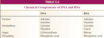 Chemical Components of DNA and RNA