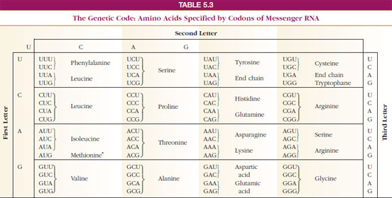 The Genetic Code: Amino Acids Specified by Codons of Messenger RNA