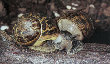 Hermaphroditic snails mating. Pulmonate snails are “simultaneous” hermaphrodites, during mating each partner inserts its penis into the female opening of the other.