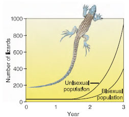 Comparison of the growth of a population of unisexual whiptail lizards with a population of bisexual lizards. Because all individuals of the unisexual population are females, all produce eggs, whereas only half the bisexual population are egg-producing females. By the end of the third year the unisexual lizards are more than twice as numerous as the bisexual ones.