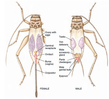 Reproductive system of crickets. Sperm from the paired testes of males pass through sperm tubes (vas deferens) to an ejaculatory duct housed in the penis. In females, eggs from the ovaries pass through oviducts to the genital bursa. At mating sperm enclosed in a membranous sac (spermatophore) formed by the secretions of the accessory gland are deposited in the genital bursa of the female, then migrate to her seminal receptacle where they are stored. The female controls the release of a few sperm to fertilize her eggs at the moment they are laid, using the needlelike ovipositor to deposit the eggs in the soil.