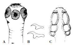tapeworm scolices