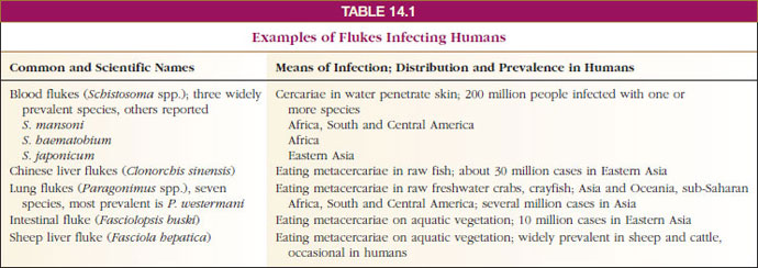 Examples of Flukes Infecting Humans