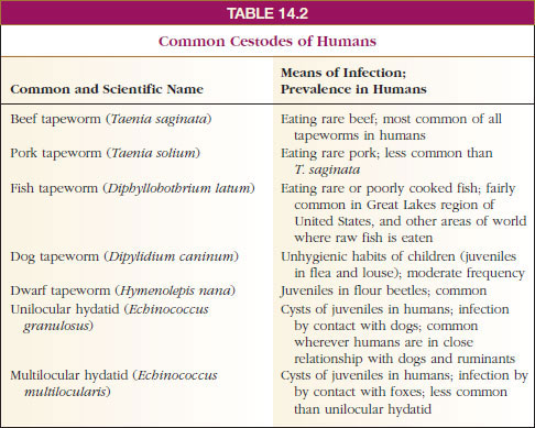 Common Cestodes of Humans