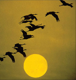 Storks during night migration.