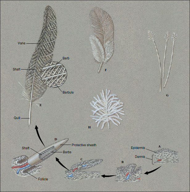 Types of bird feathers and their development