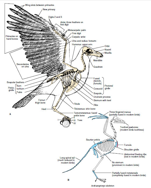 Skeleton of crow