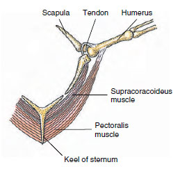 Flight muscles of a bird