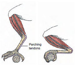 Perching mechanism of a bird