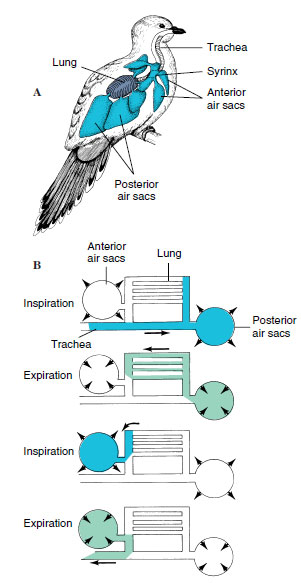 Respiratory system of a bird
