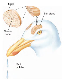 Salt glands of a marine bird (gull)