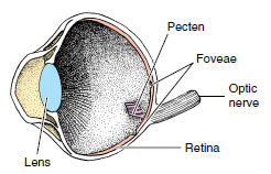 light-sensitive retina