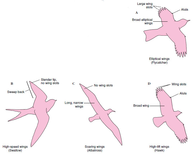 Four basic forms of bird wings