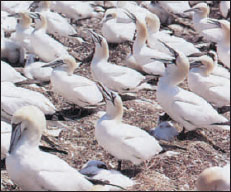 Part of a colony of Northern gannets