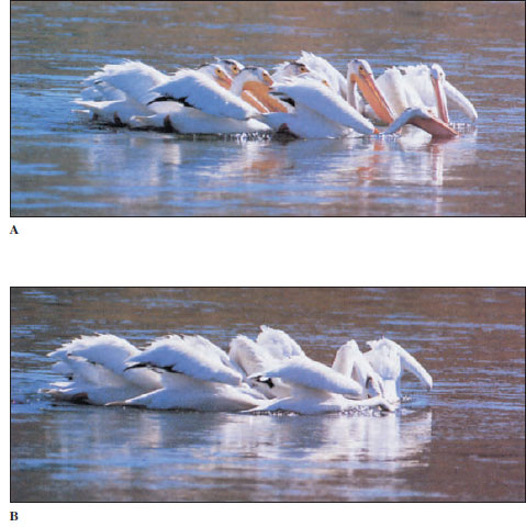 Cooperative feeding behavior by the white pelican