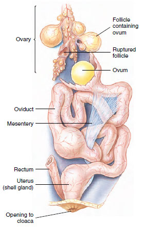 Reproductive system of a female bird