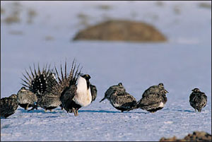 Dominant male sage grouse