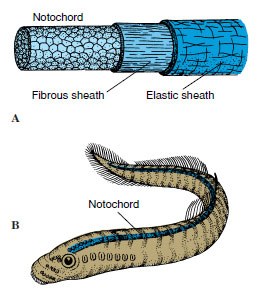 Structure of the notochord