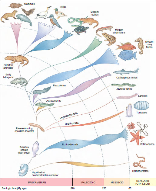 Phylogenetic tree of the chordates
