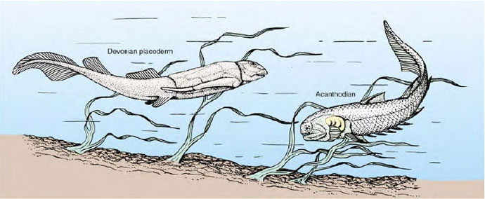 Early jawed fishes of the Devonian period