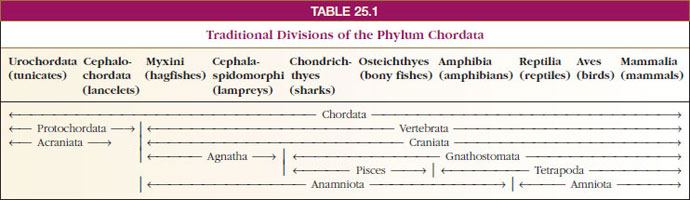 Traditional divisions of the Phylum Chordata