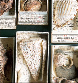 Molluscan shells