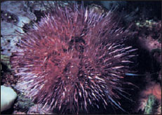 Strongylocentrotus purpuratus