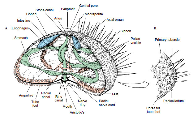 Internal structure of a sea urchin