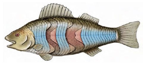Trunk musculature of a teleost fish