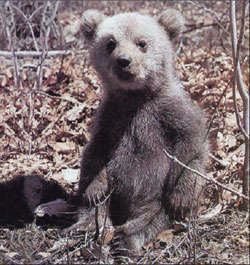 Juvenile grizzly bear.