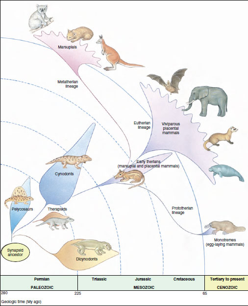 Evolution of the major groups of synapsids