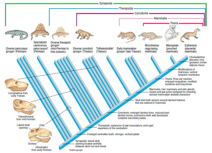 Abbreviated cladogram of the synapsids