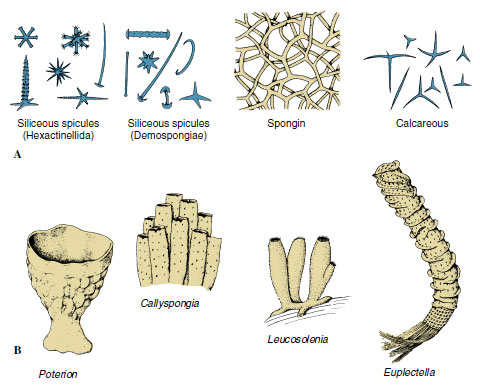 sponge body forms