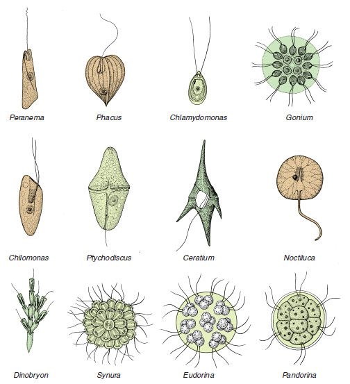 Diversity among Phytomastigophorea