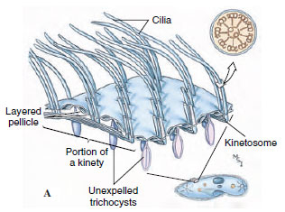 structures in ciliates