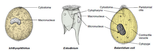 symbiotic ciliates